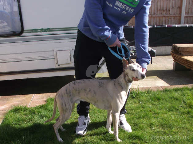 Silver sale fawn whippet