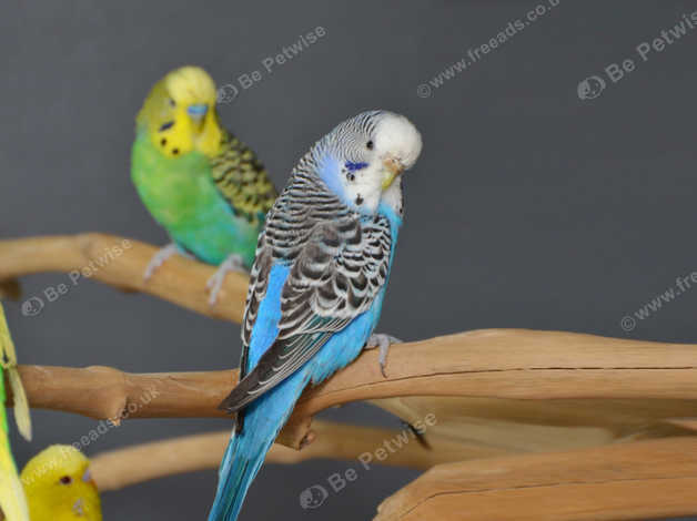 Baby budgies for sale discount