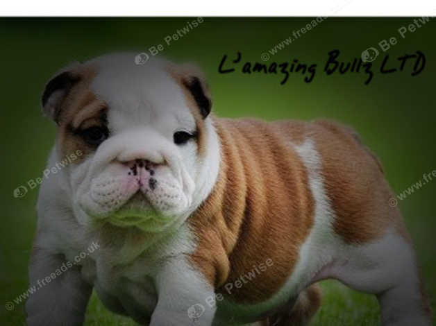 Champion english sale bulldogs for sale