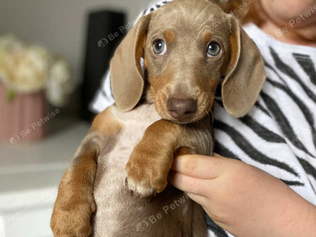 Mini 2024 dachshund rescue