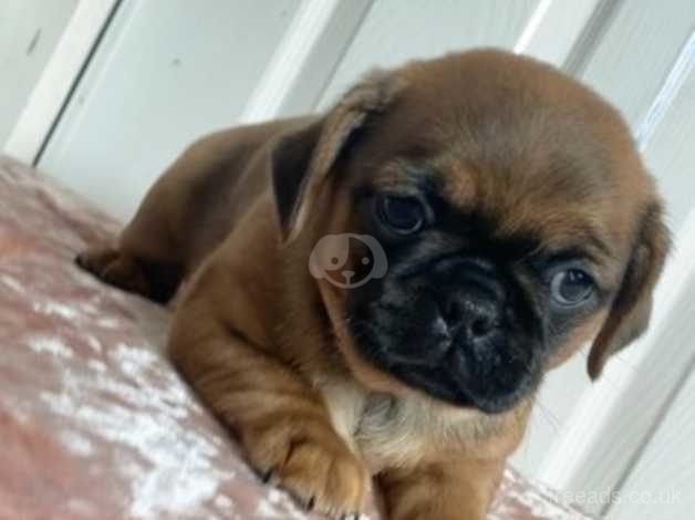 Pug and dachshund 2025 mix for sale