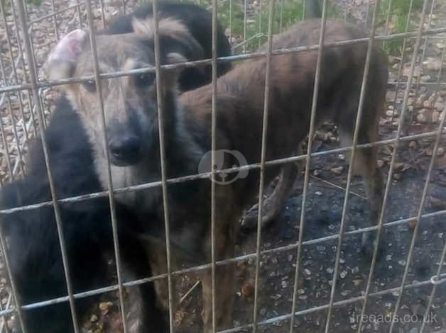 wolfhound lurcher puppies for sale