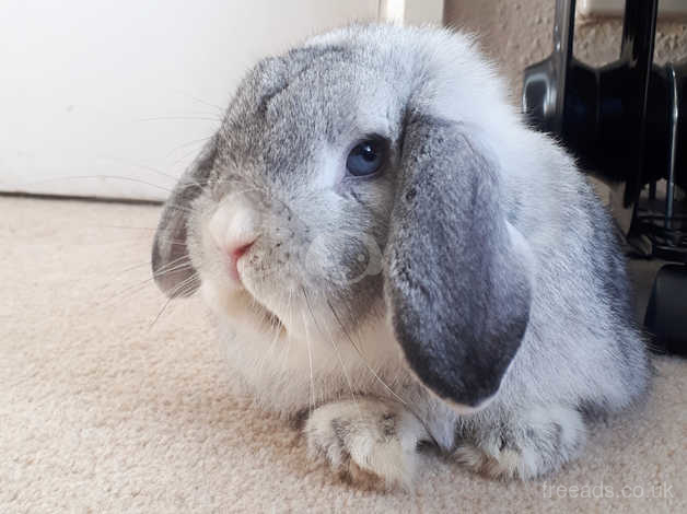 Chinchilla rabbit sales for sale