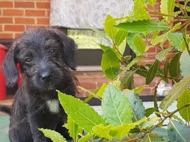 Bedlington terrier store cross jack russell