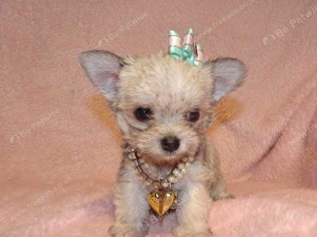 Xxxxxxs Micro Tiny Blue Sable Maltese X Chihuahua Malchi Boy Puppy