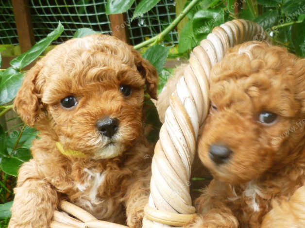 Cotonoodle puppies best sale for sale