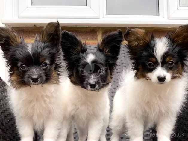 Papillon and chihuahua store mix for sale