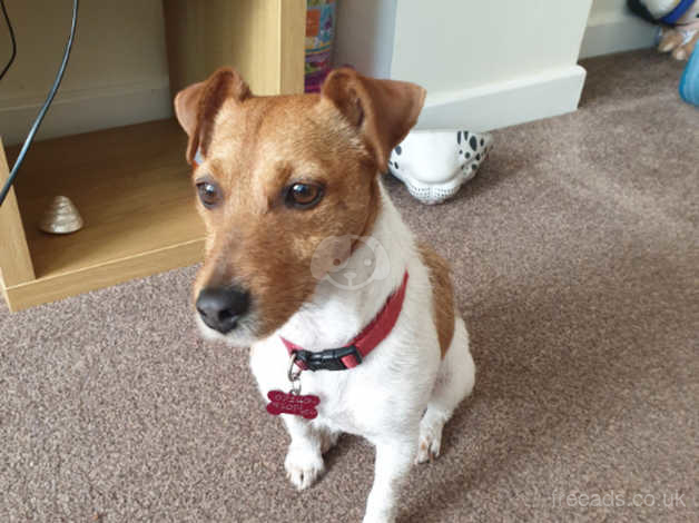 3 Year Old Jack Russel Needs A Forever Home In Mansfield Ng19 On