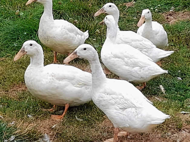 dutch hookbill ducks