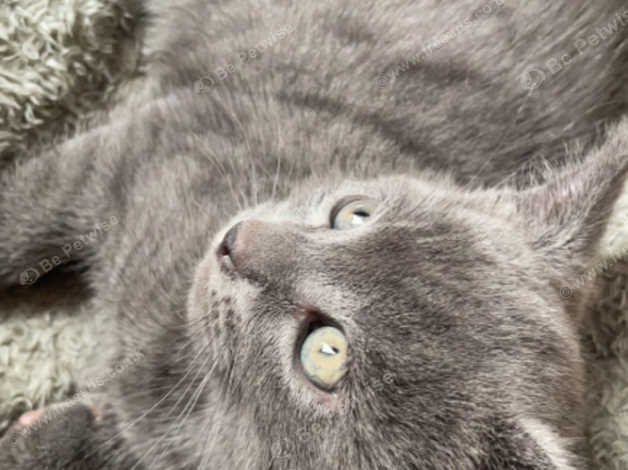 Russian blue cross british hot sale shorthair