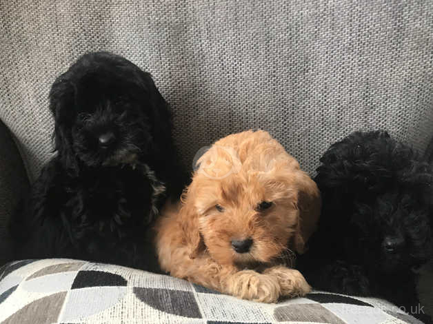 cockapoo puppies for sale in south yorkshire
