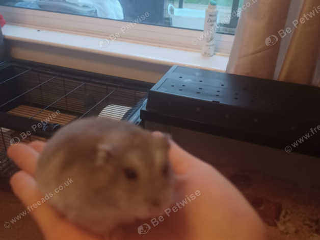 1 month best sale old hamster