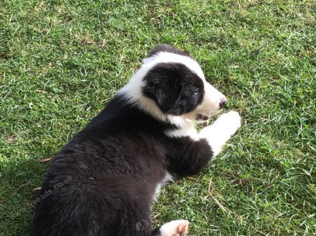 Beautiful 10 Week Old Border Collie Ready For His New Adventures in ...