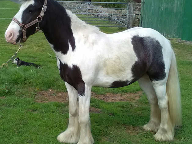 Piebald Gelding 3yr Old 13hh | in Huddersfield, West Yorkshire | Freeads