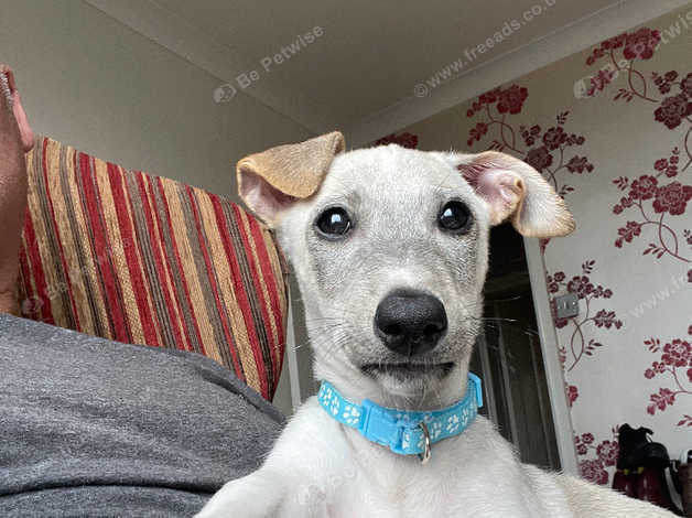 12 week old store whippet