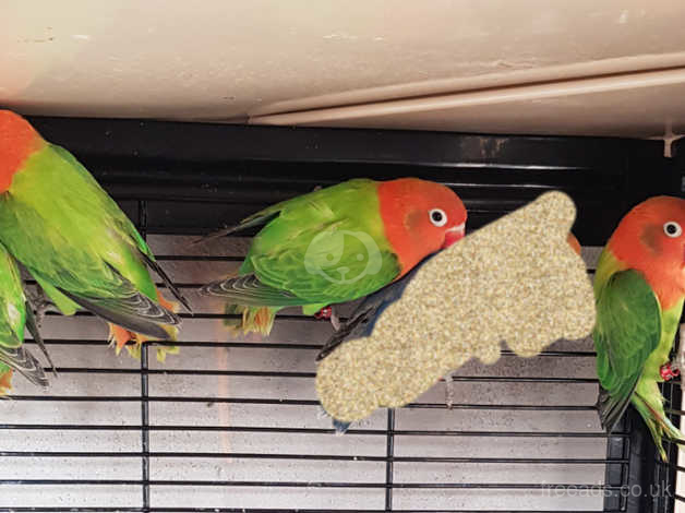 Green clearance opaline lovebird