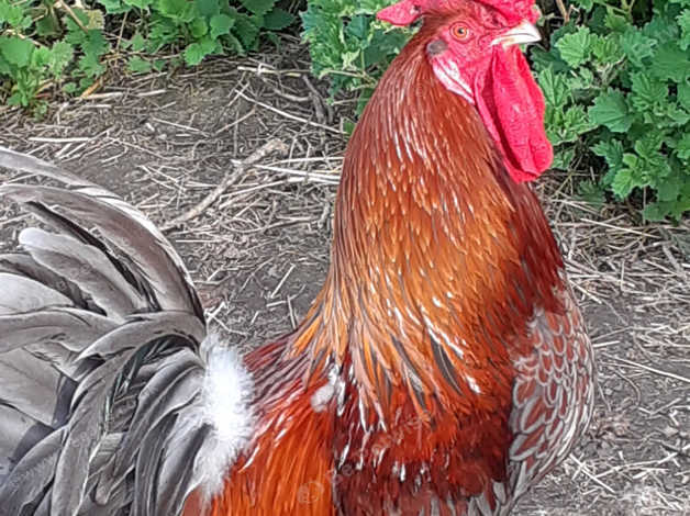 Wyondotte Cockerel Free in Kenny Hill on Freeads Classifieds ...