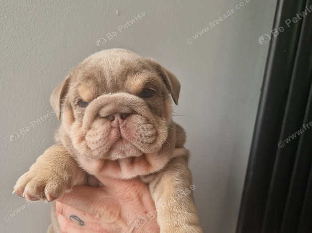 Kc Registered English Bulldog Puppies in Oldbury on Freeads Classifieds English Bulldogs classifieds