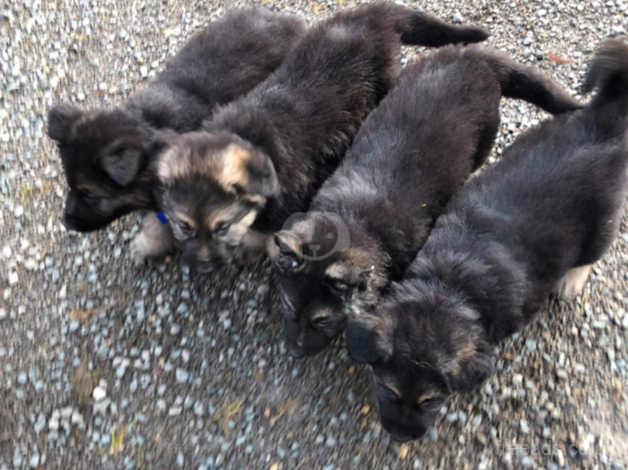 German Shepherd Puppies 8 Weeks Old Black And Tan 2 Dogs 2