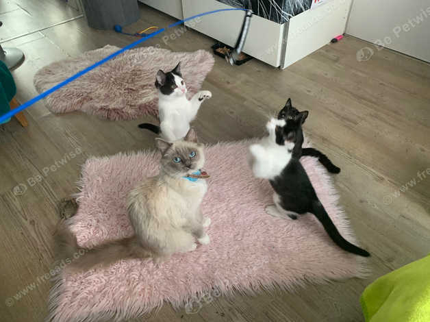 3 month old ragdoll kitten hot sale