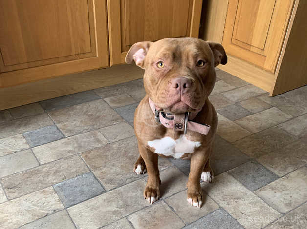 Tan staffy hot sale