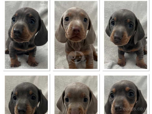 Kc store registered dachshund