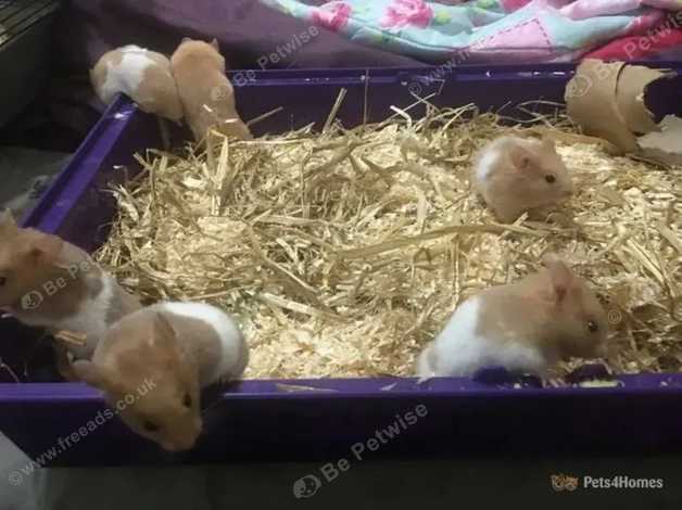 Pets4homes hamsters best sale