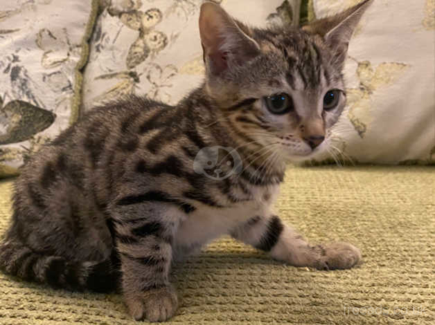 Half clearance bengal cat