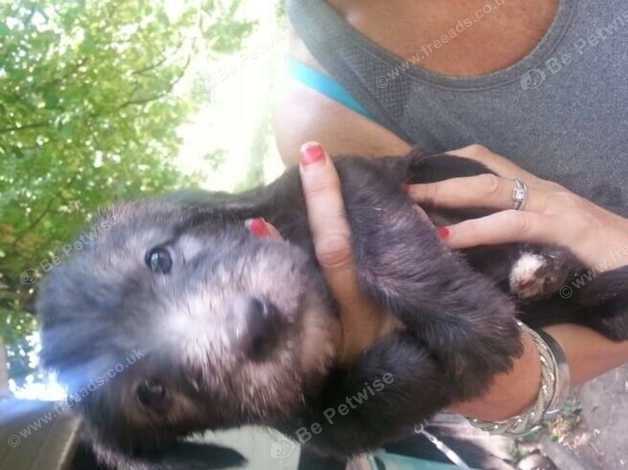 Long Haired Lurcher 3 Puppies Left 2 Girls And A Boy In Coventry