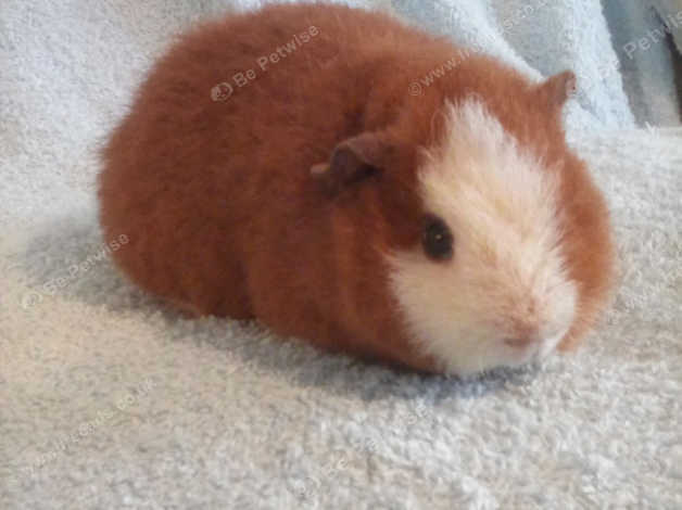 Baby teddy cheap guinea pig