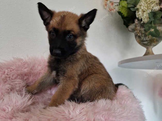 German shepherd dutch hot sale shepherd mix puppies