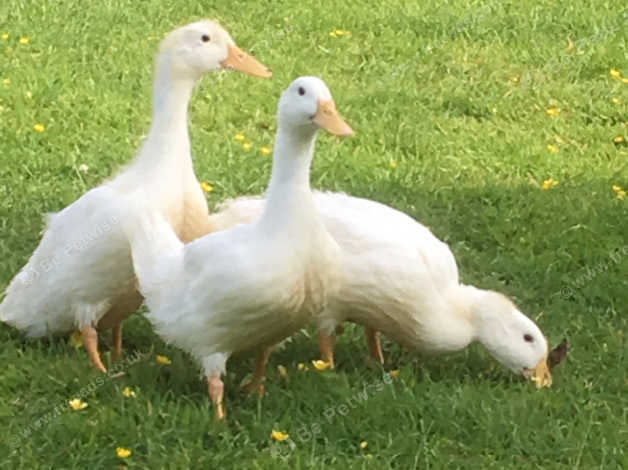 2 Cherry Valley Ducklings 12 Weeks Old For Sale in Godolphin Cross on ...