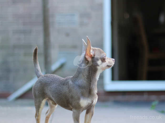 Tri chihuahua hot sale