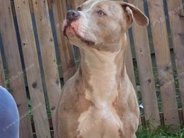 Champagne best sale merle pitbull