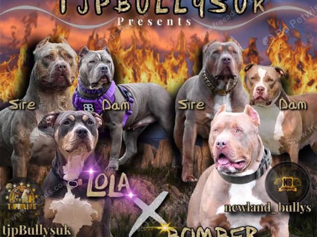 Bully xxl hot sale puppies