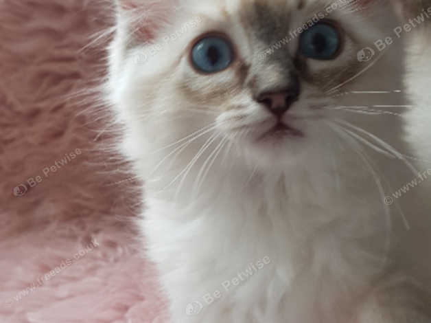 gccf ragdoll