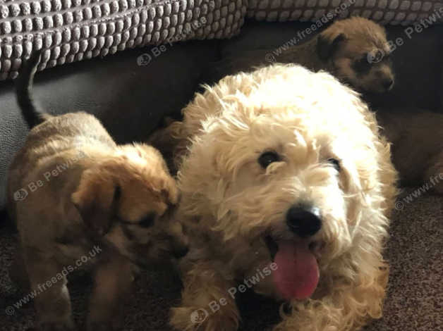 Soft coated wheaten terrier best sale for sale near me