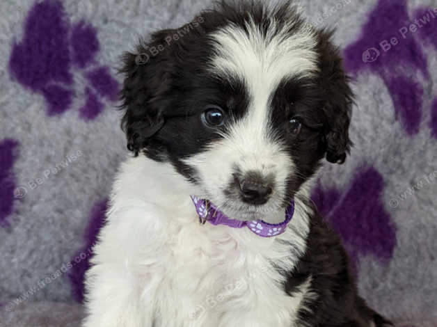 Border collie 2024 x miniature poodle