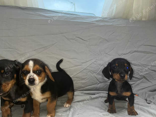 Jackshund puppies hot sale for sale