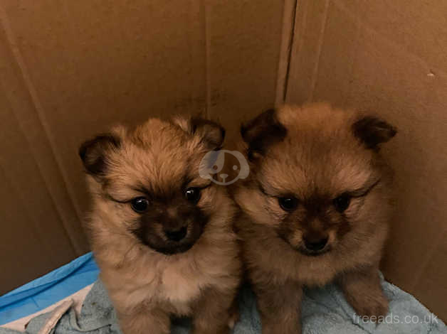 genopretning Souvenir miljøforkæmper Pomeranian Puppy For Sale in Enfield on Freeads Classifieds - Pomeranians  classifieds