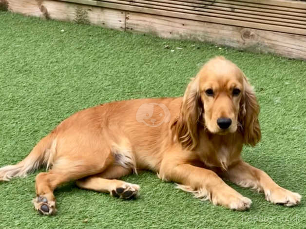 6 month old cocker spaniel sales for sale