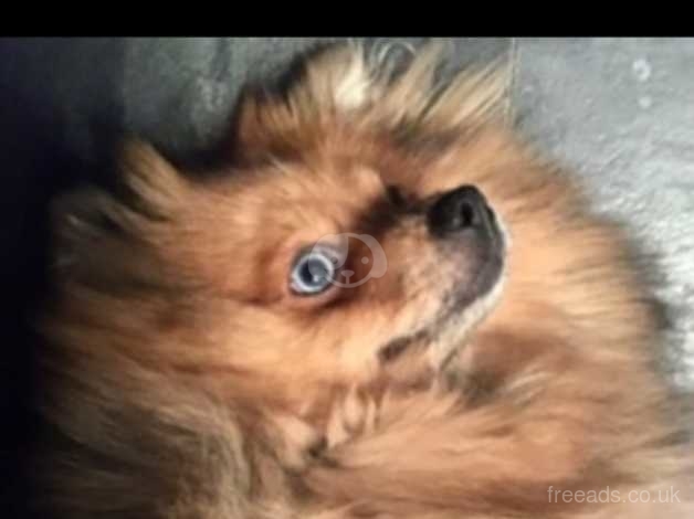 Beautiful Blue Eyed Merle Pomeranian For Stud Only In Manchester On Freeads Classifieds Pomeranians Classifieds