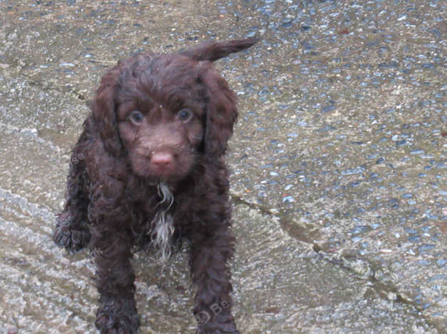 Chocolate spoodle outlet puppy