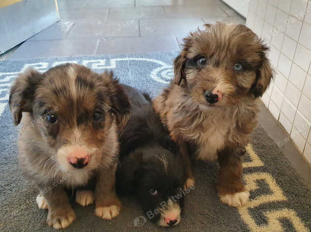 Colliepoo Puppies In Barnsley On Freeads Classifieds - Borderdoodles 