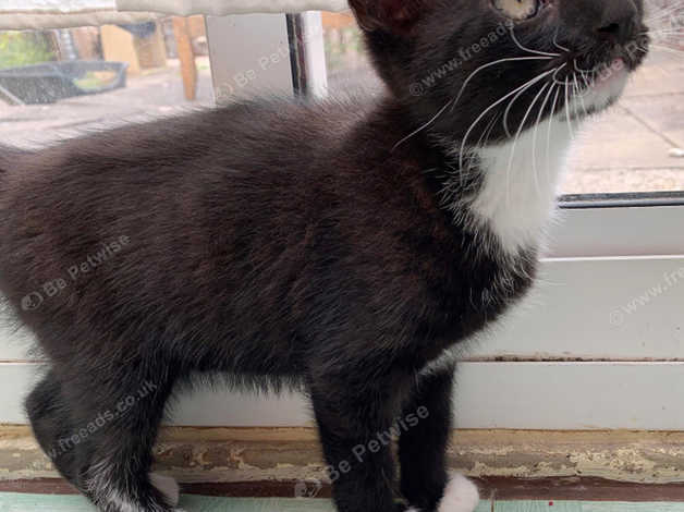 Beautiful Black And White Kitten In Portsmouth On Freeads