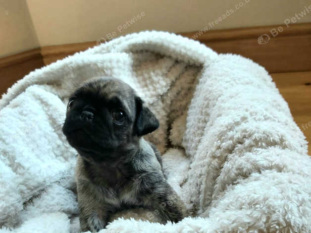 Brindle pug hot sale for sale