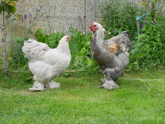 Isabel Brahma hen and rooster  Chickens backyard, Brahma chicken