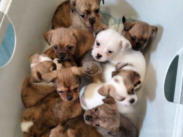 Shih tzu chihuahua 2024 mix for sale