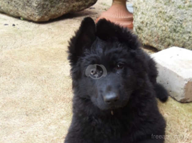 Long haired black 2024 german shepherd puppies