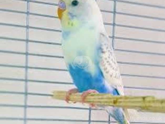 Baby Budgie Wanted In Chelmsford On Freeads Classifieds Budgies Classifieds